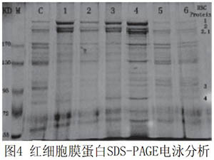 全血pH環(huán)境對紅細(xì)胞膜流動(dòng)性和膜蛋白的影